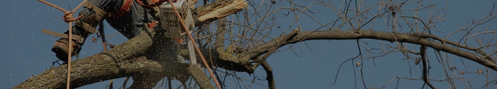 What should You Know About Tree Removal