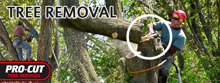 What Should You Ask The Tree Removal Specialist Before Taking A Service