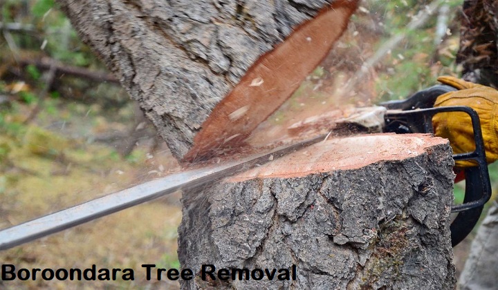 Why Would You Need Tree Removal Services?