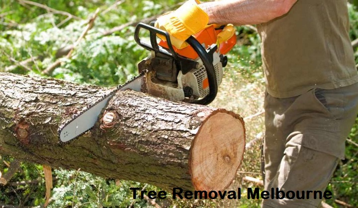 Know Why Regular Tree Removal is Essential