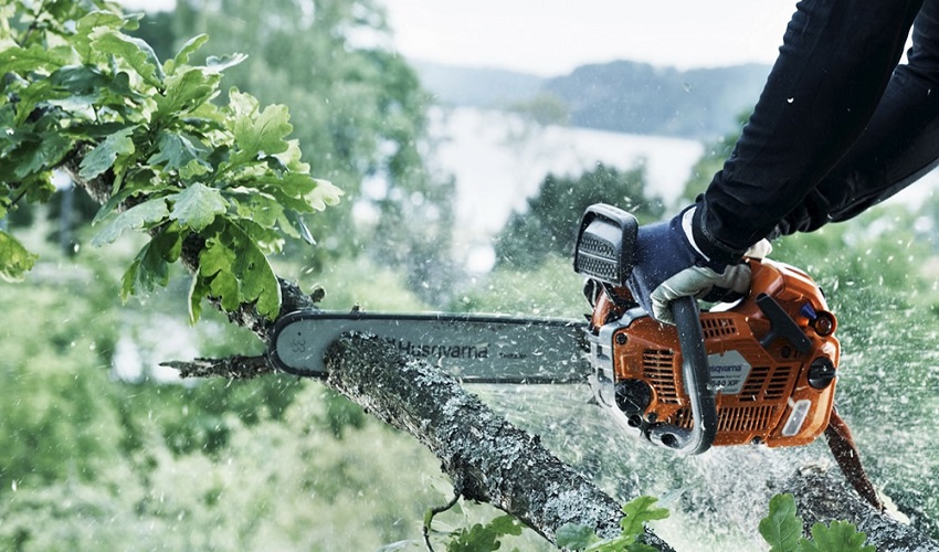 What Are the Benefits of Tree Removal for Your Property?