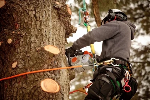 5 Prominent Benefits of Hiring a Tree Removal Service