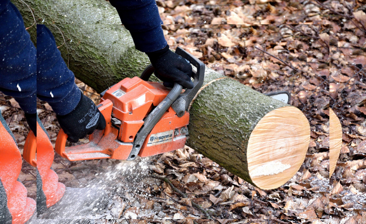When Is The Best Time To Have Tree Removal Service?