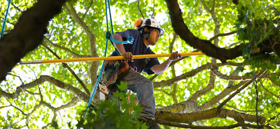 5 Reasons Why It’s Not A Good Idea to DIY Tree Removal