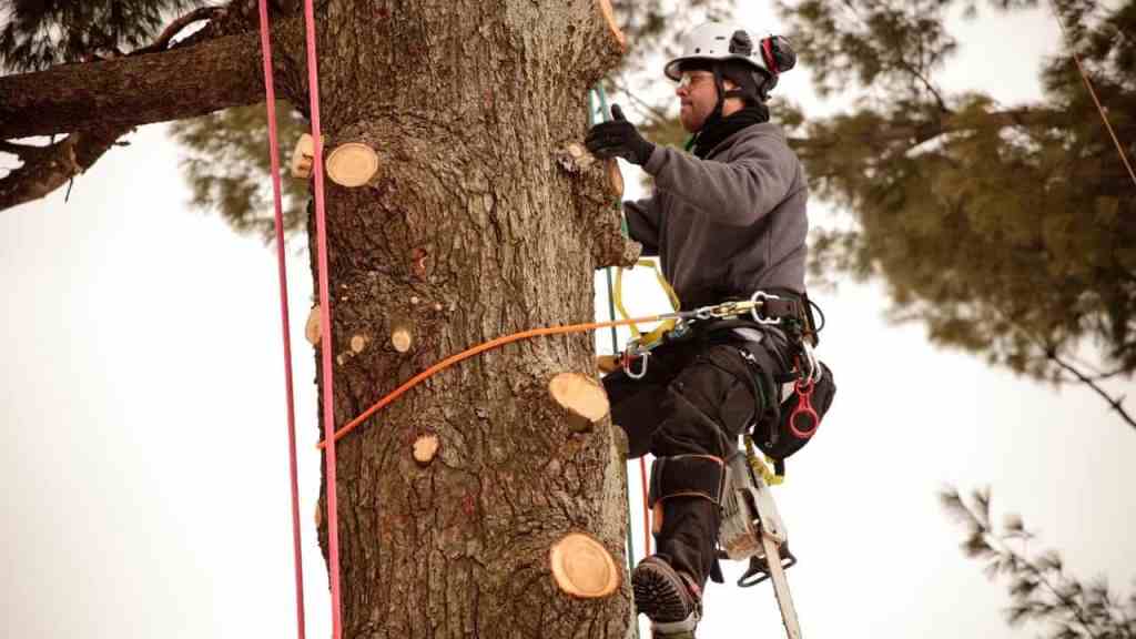 The Dangers of DIY Tree Branch Removal – Better Left to the Professionals